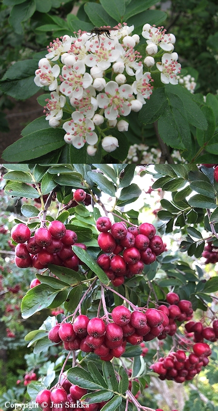 Sorbus 'Granatnaja'